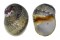 NERITIDAE VITTA LUTEOFASCIATA shell