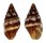 COLUMBELLIDAE ANACHIS SCALARINA shell