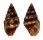 COLUMBELLIDAE ANACHIS SCALARINA shell