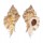 MURICIDAE CHICOMUREX PSEUDOSUPERBUS shell