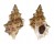 BURSIDAE BURSA QUIRIHORAI shell