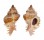 MURICIDAE CHICOMUREX GLORIOSUS shell