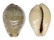 CYPRAEIDAE ERRONEA XANTHODON shell