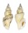 STROMBIDAE STROMBUS URCEUS shell