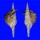 TURRIDAE TURRIS DOLLYAE shell