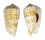 STROMBIDAE STROMBUS DECORUS shell