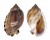 CASSIDAE CASMARIA ERINACEUS VIBEX shell