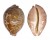 CYPRAEIDAE LEPOCYPRAEA MAPPA PANERYTHRA shell