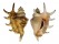 STROMBIDAE LAMBIS LAMBIS shell