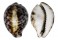 CYPRAEIDAE CYPRAEA TIGRIS shell