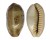 CYPRAEIDAE ERRONEA CAURICA CAURICA shell
