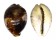 CYPRAEIDAE CYPRAEA TIGRIS shell