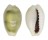 CYPRAEIDAE MONETARIA MONETA shell
