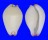 OVULIDAE CALPURNUS VERRUCOSUS shell