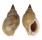 NASSARIIDAE NASSARIUS THACHI shell