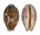 CYPRAEIDAE LEPOCYPRAEA MAPPA shell