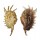 STROMBIDAE LAMBIS MILLEPEDA shell