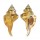 RANELLIDAE RANULARIA TESTUDINARIUM shell