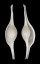 OVULIDAE VOLVA VOLVA shell