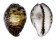 CYPRAEIDAE CYPRAEA TIGRIS shell