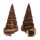 POTAMIDIDAE CERITHIDEA VALIDA shell