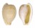 CYPRAEIDAE CYPRAEOVULA EDENTULA shell