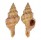 FASCIOLARIIDAE LATIRUS DEYNZERORUM shell