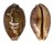 CYPRAEIDAE LEPOCYPRAEA MAPPA shell