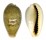CYPRAEIDAE ERRONEA OVUM shell