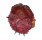SPONDYLIDAE SPONDYLUS VARIANS shell
