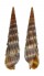 TEREBRIDAE TEREBRA INTERTINCTA shell