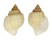 CANCELLARIIDAE CANCELLARIA URCEOLATA shell