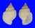 CANCELLARIIDAE CANCELLARIA URCEOLATA shell