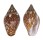 COLUMBELLIDAE COLUMBELLA FUSCATA shell