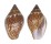 COLUMBELLIDAE COLUMBELLA FUSCATA shell