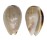 CYSTISCIDAE PERSICULA HILLI shell