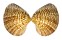 VENERIDAE LIOCONCHA SOWERBYI shell