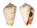 STROMBIDAE STROMBUS LUHUANUS shell