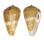 CONIDAE CONUS cf. GUINAICUS shell