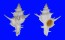 MURICIDAE PAZIELLA PAZI shell