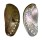 HALIOTIDAE HALIOTIS ASININA shell