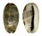 CYPRAEIDAE MELICERONA LISTERI LISTERI shell