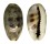 CYPRAEIDAE MELICERONA LISTERI LISTERI shell