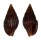 COLUMBELLIDAE ANACHIS NIGROFUSCA shell