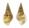 COLUMBELLIDAE STROMBINA GIBBERULA shell