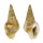 COLUMBELLIDAE STROMBINA GIBBERULA shell