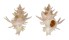 CORALLIOPHILIDAE BABELOMUREX SPINOSUS JEANNEAE shell