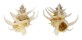 CORALLIOPHILIDAE BABELOMUREX SPINOSUS shell
