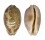 CYPRAEIDAE LEPOCYPRAEA MAPPA shell