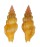 TURRIDAE LIENARDIA ROSEOTINCTA shell